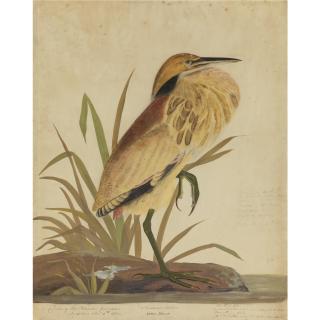 John J Audubon - American Bittern (Ardea Minor)