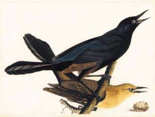 John James Audubon - A Pair of Boat-Tailed Grackles