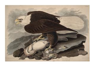 John James Audubon - Bald Eagle