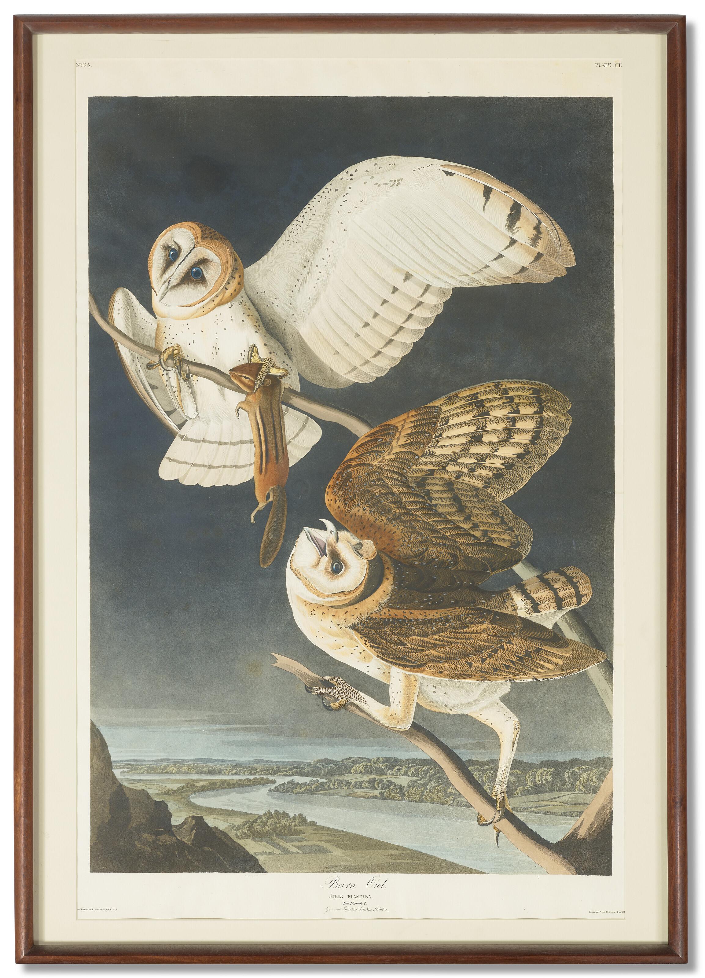 John James Audubon - Barn Owl