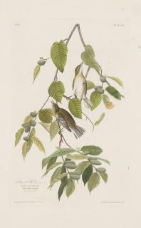 John James Audubon - Bay-Breasted Warbler