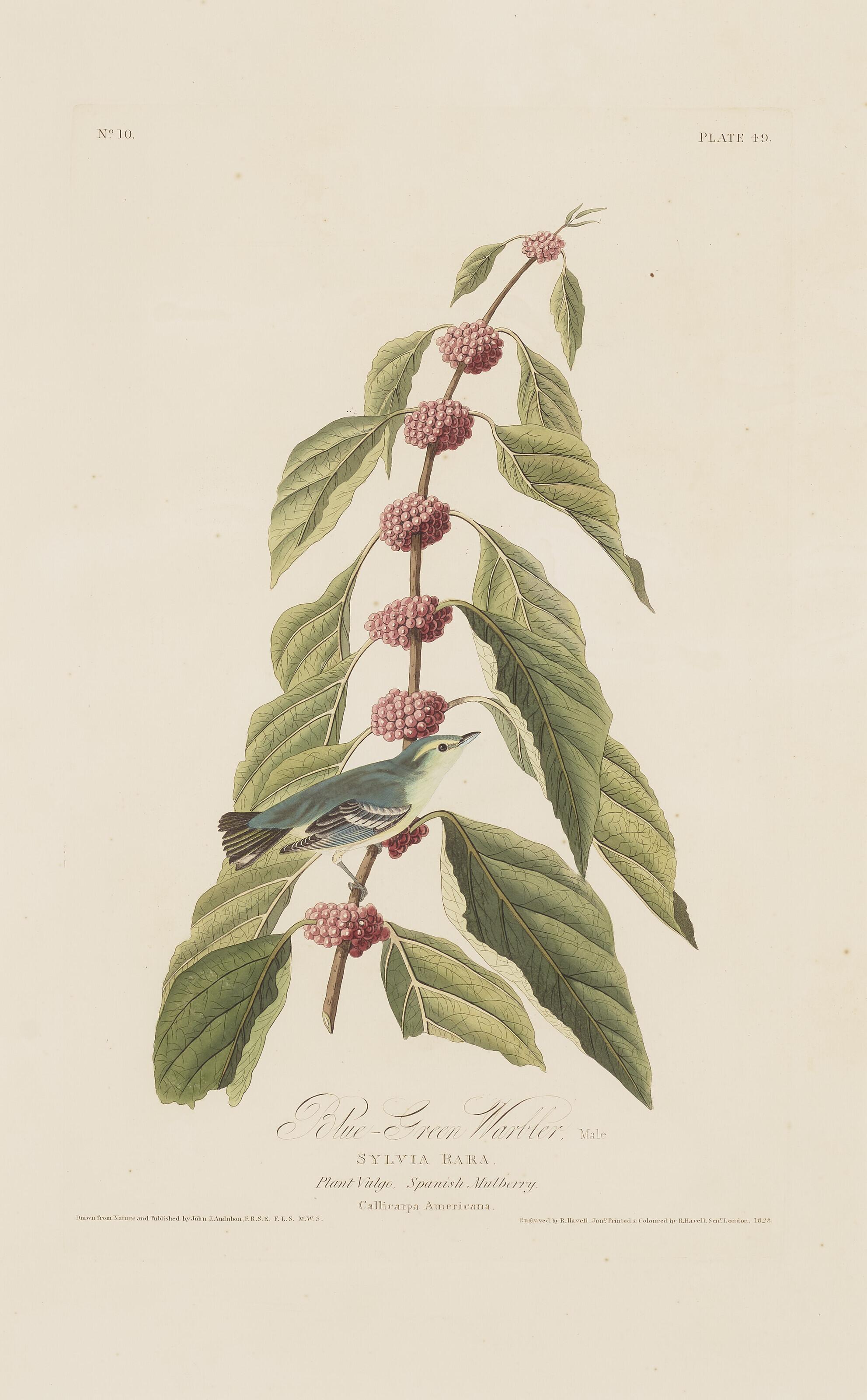 John James Audubon - Blue Green Warbler