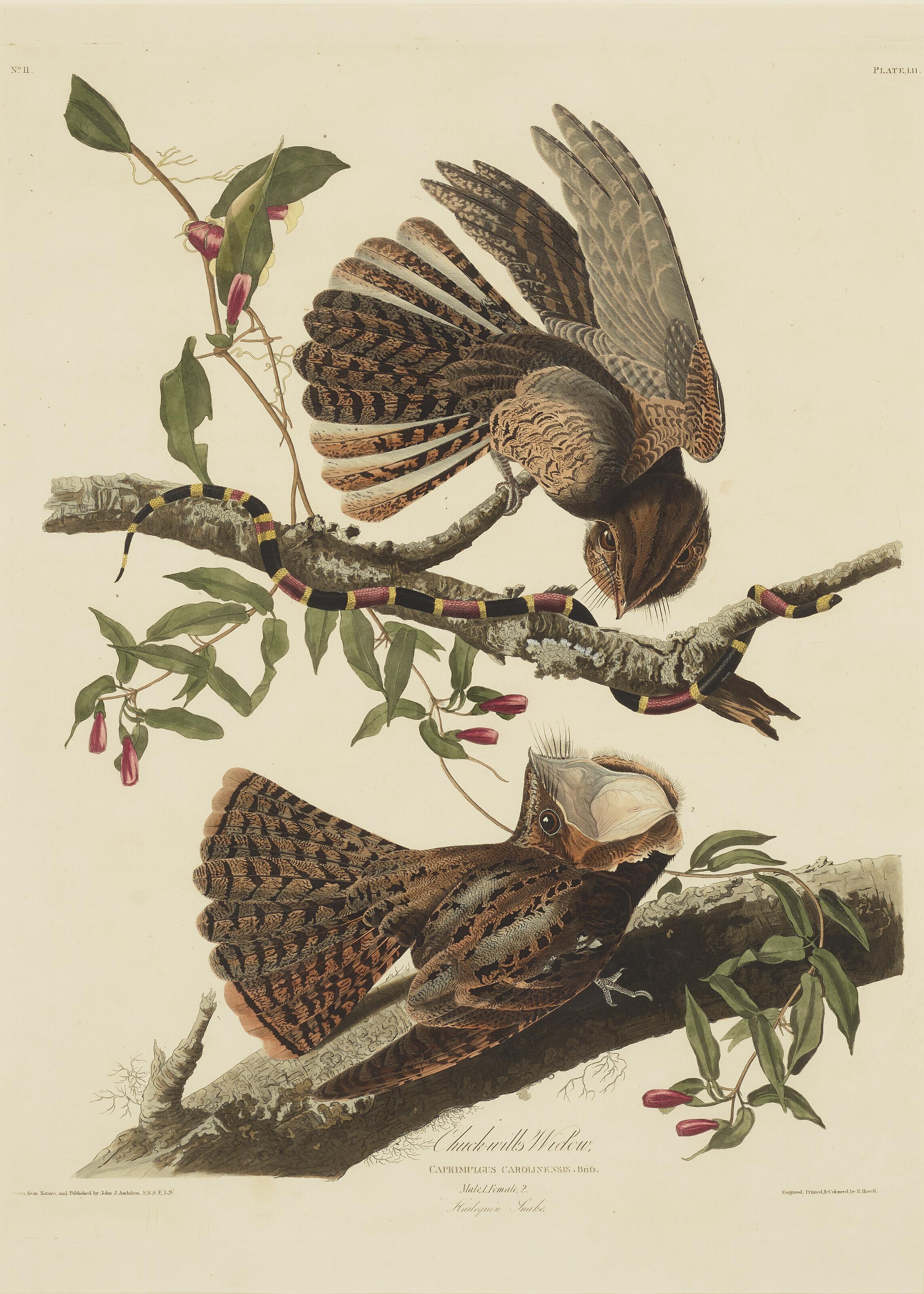 John James Audubon - Chuck-Will\'S-Widow