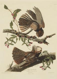 John James Audubon - Chuck-Will\'S-Widow