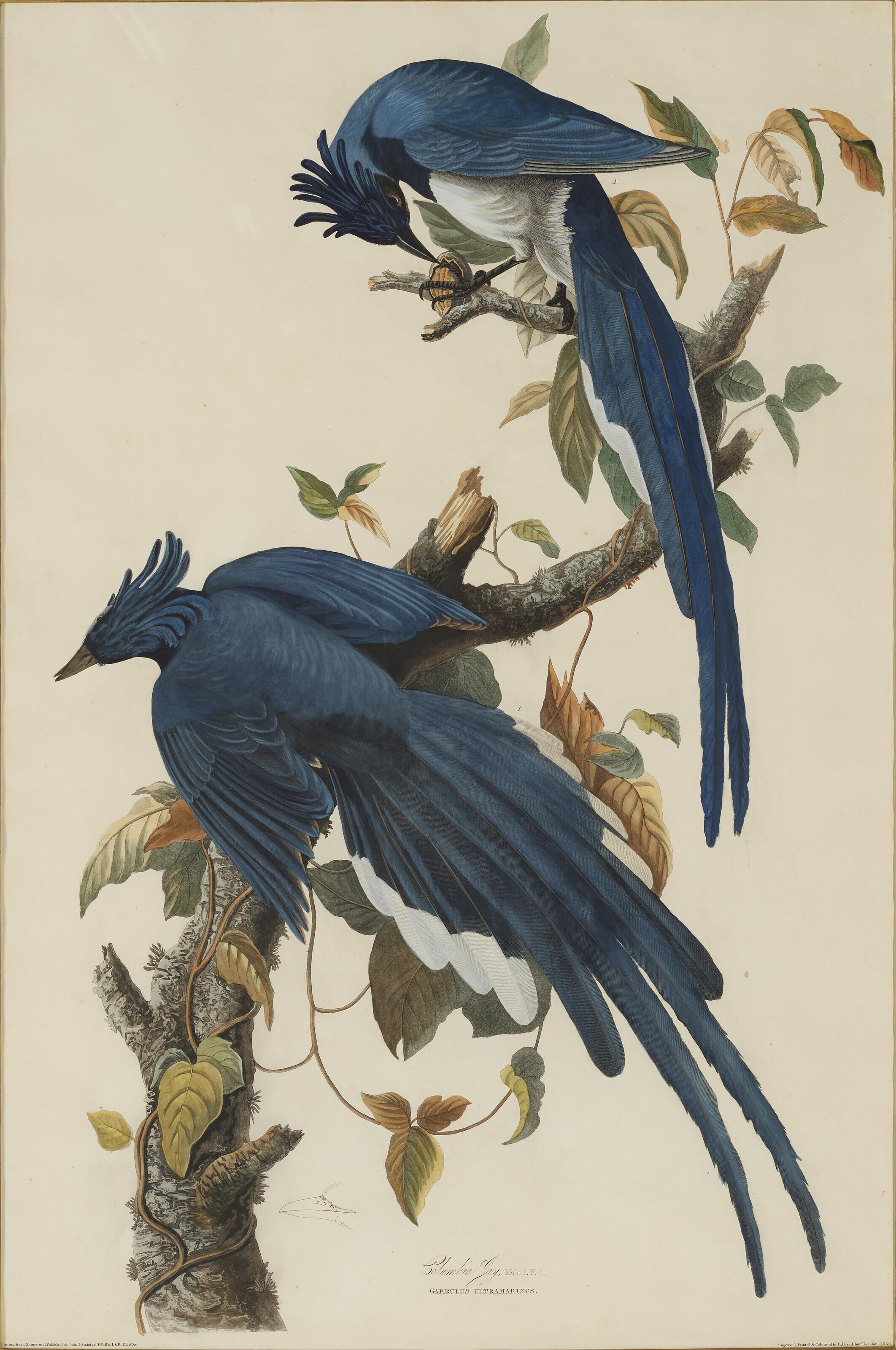 John James Audubon - \