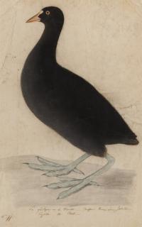 John James Audubon - Coot