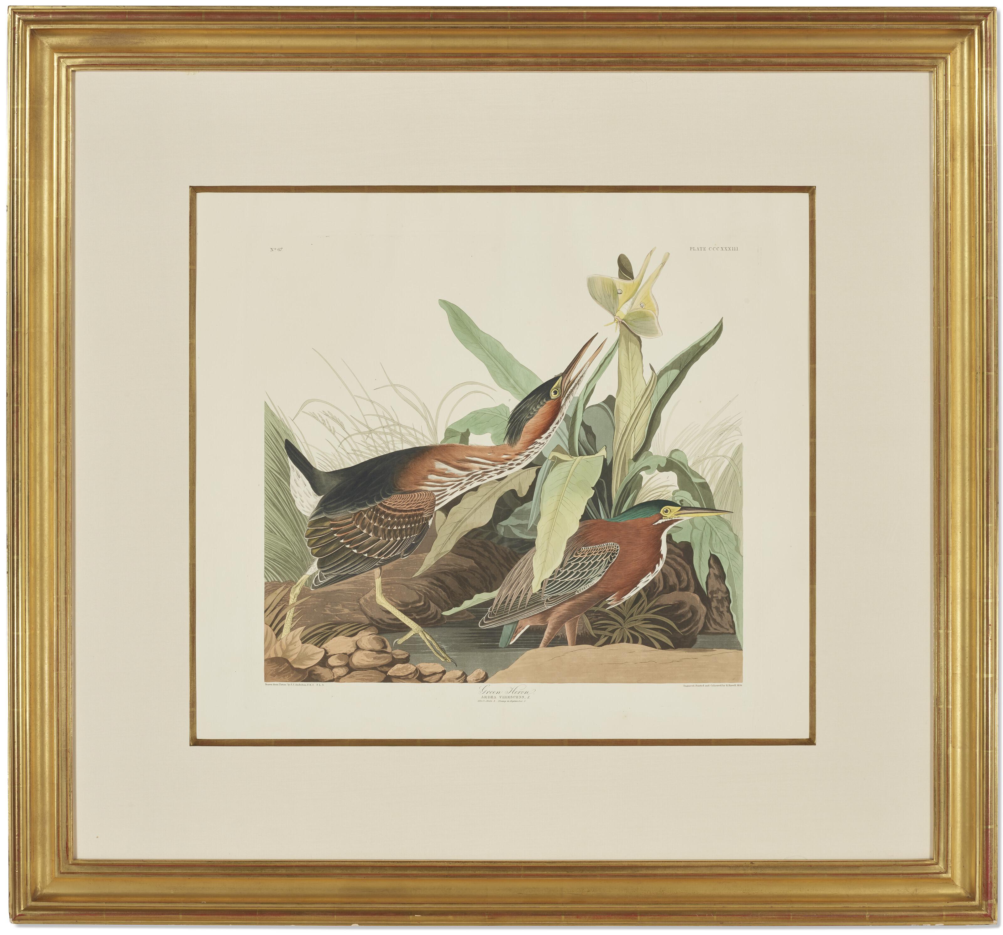 John James Audubon - Green Heron