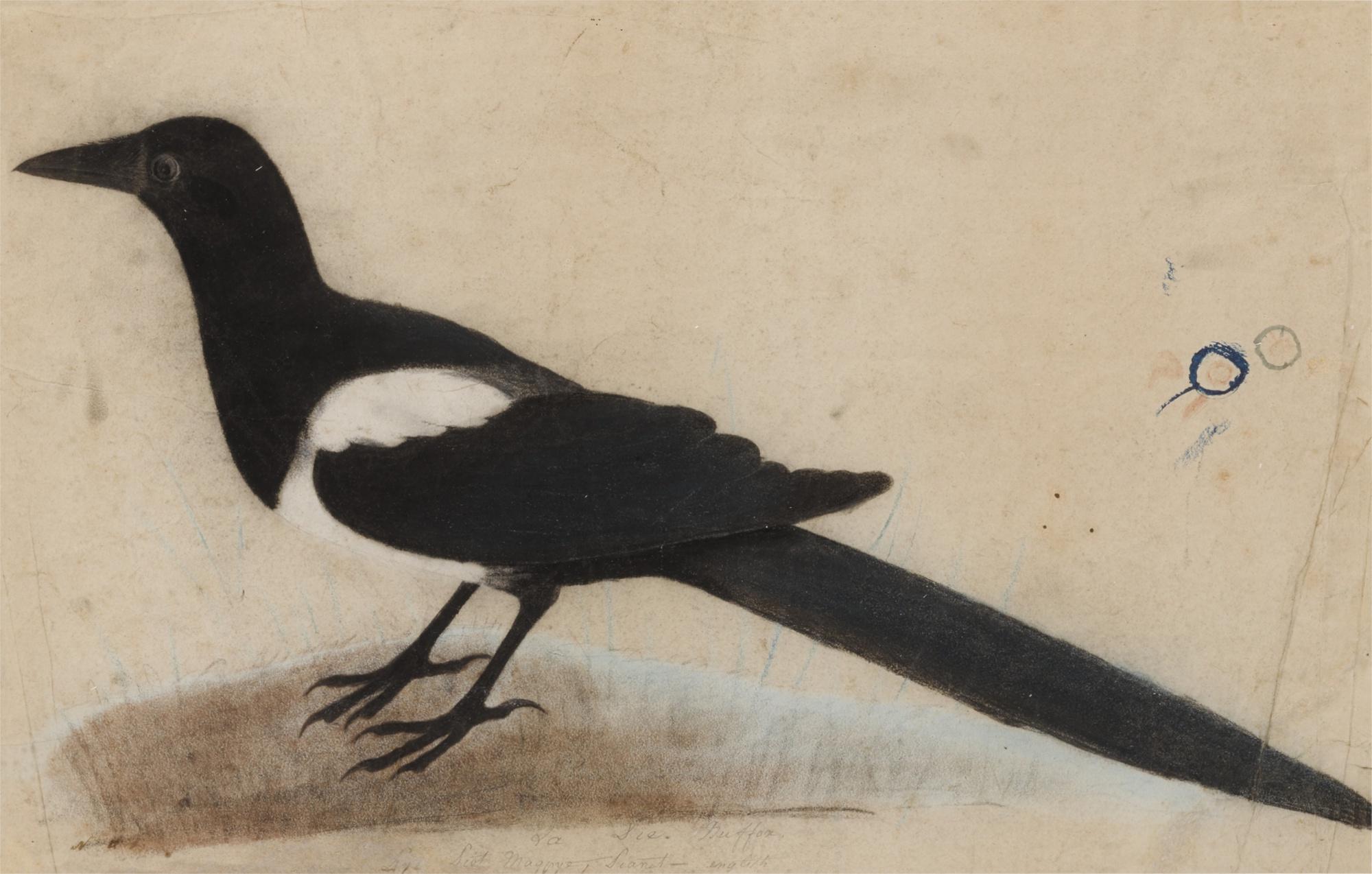 John James Audubon - Magpye