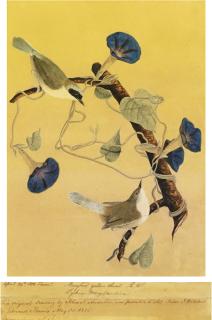 John James Audubon - Maryland Yellowthroats