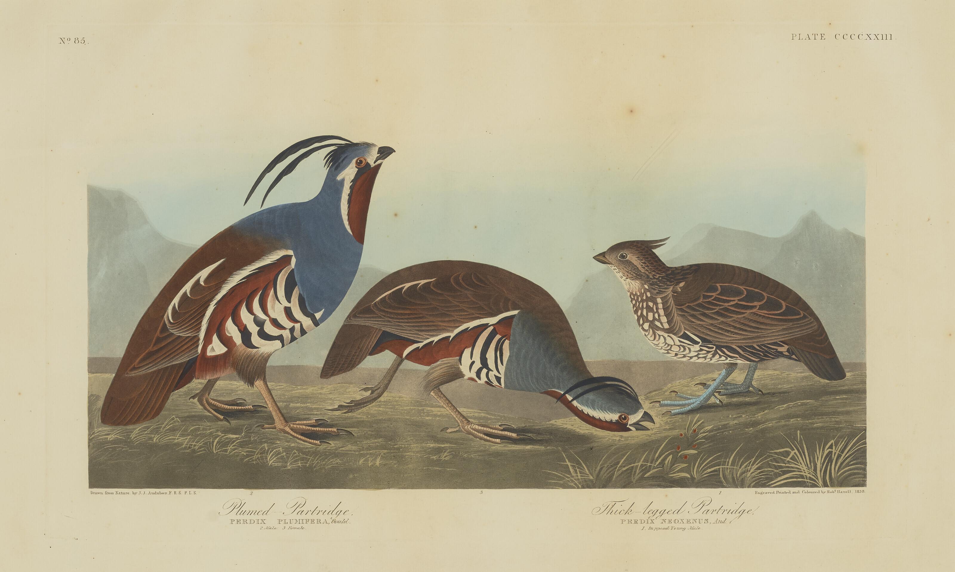 John James Audubon - Mountain Quail