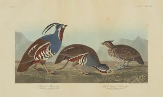 John James Audubon - Mountain Quail
