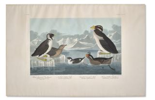 John James Audubon - North Pacific Seabirds