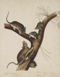John James Audubon - Presentation Of The Florida Rat