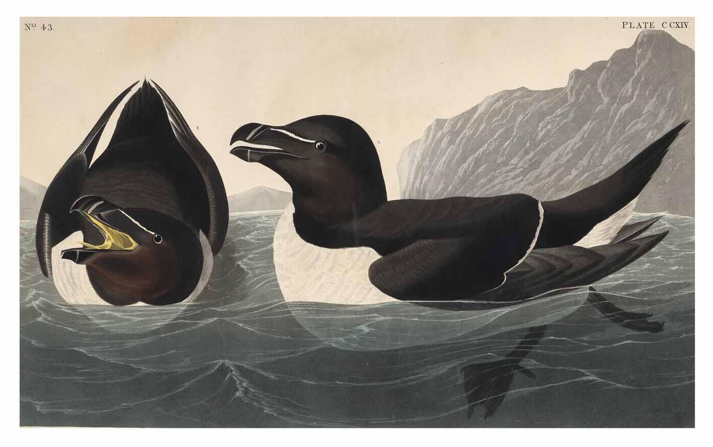 John James Audubon - Razorbill