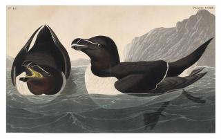 John James Audubon - Razorbill