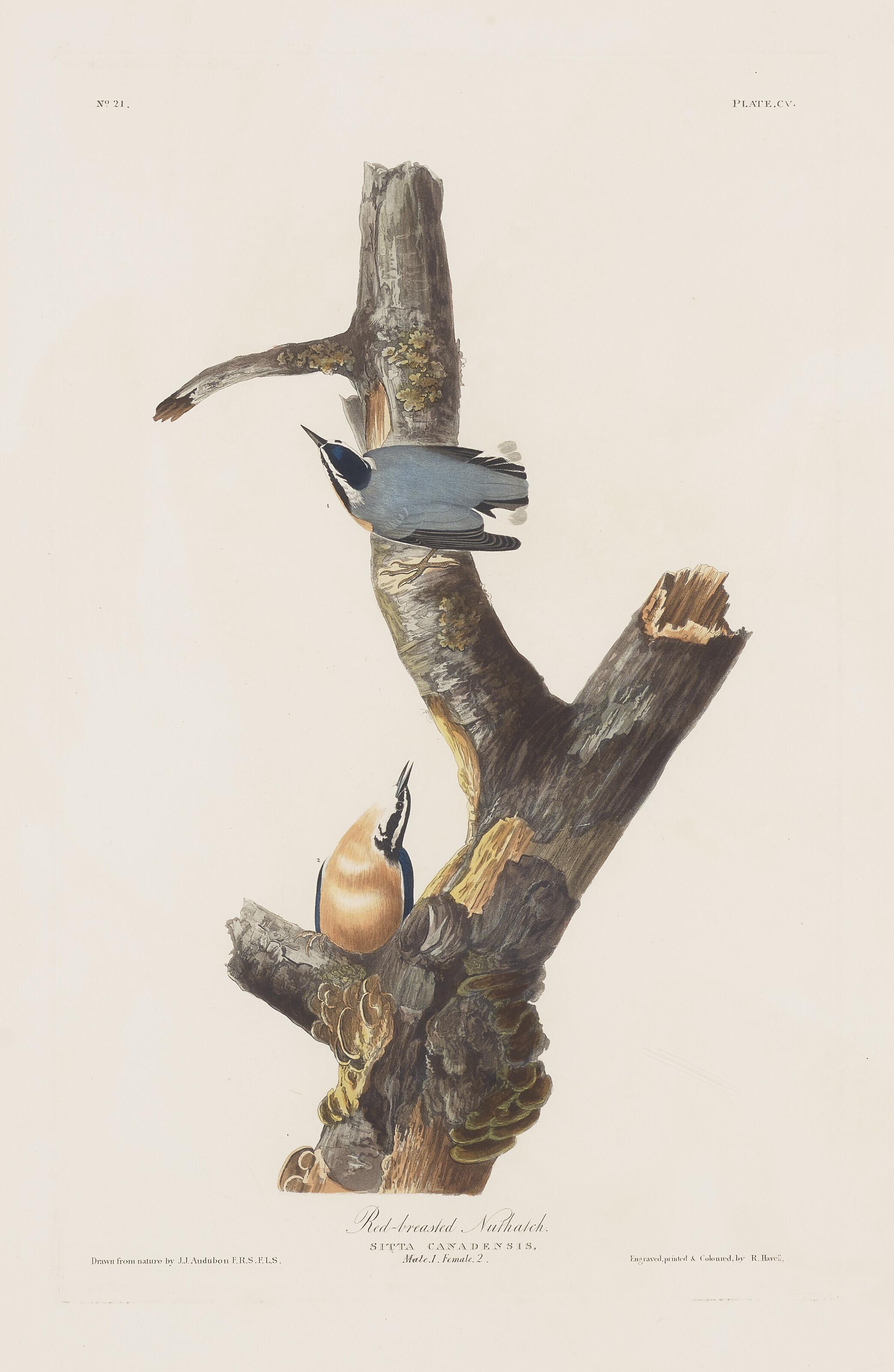 John James Audubon - Red-Breasted Nuthatch
