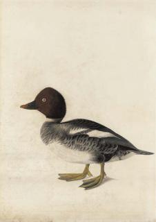 John James Audubon - Redhead Duck