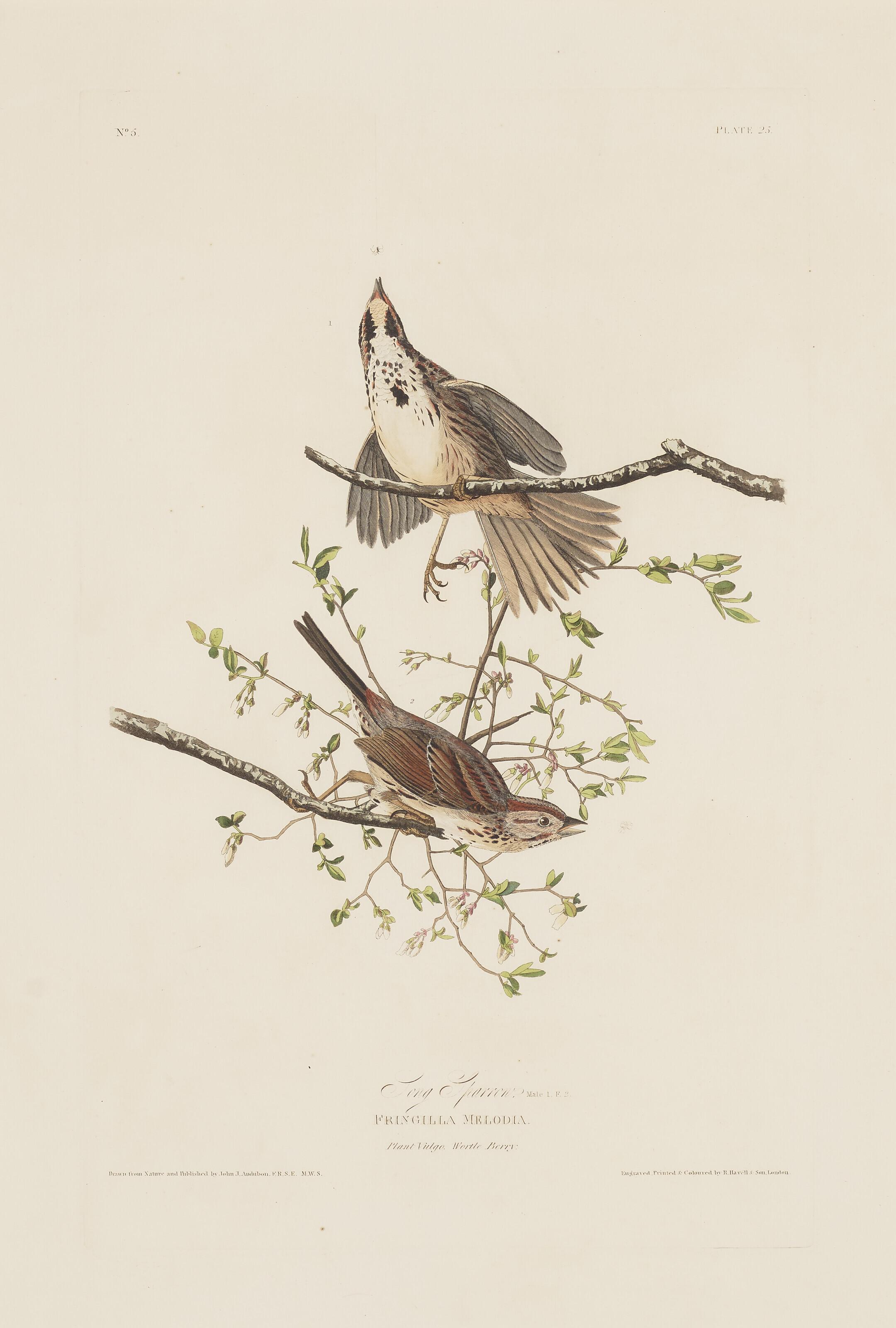 John James Audubon - Song Sparrow