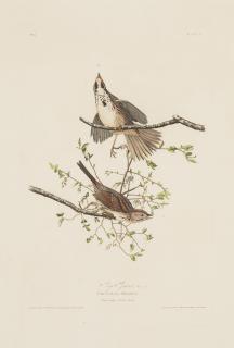 John James Audubon - Song Sparrow