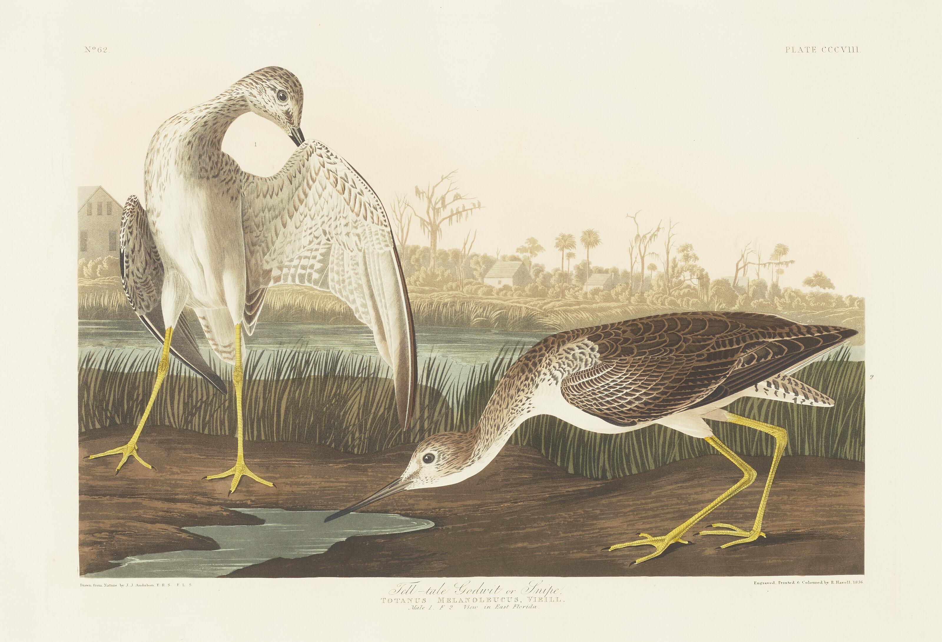 John James Audubon - Tell-tale Godwit or Snipe (i.e. Greater Yellowlegs)