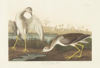 John James Audubon - Tell-tale Godwit or Snipe (i.e. Greater Yellowlegs)