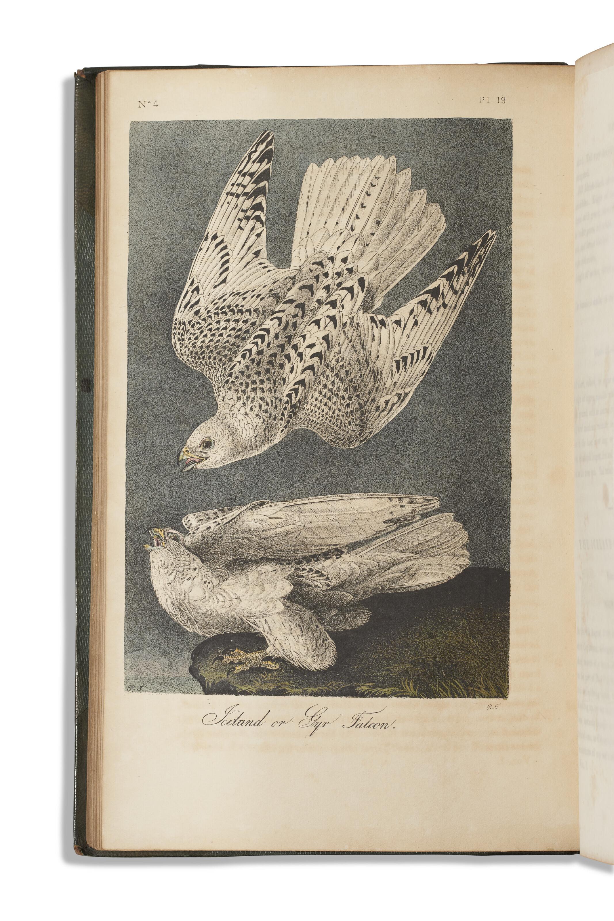 John James Audubon - The Birds Of America