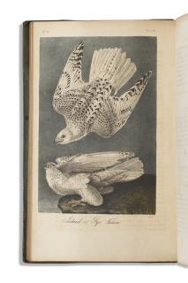 John James Audubon - The Birds Of America