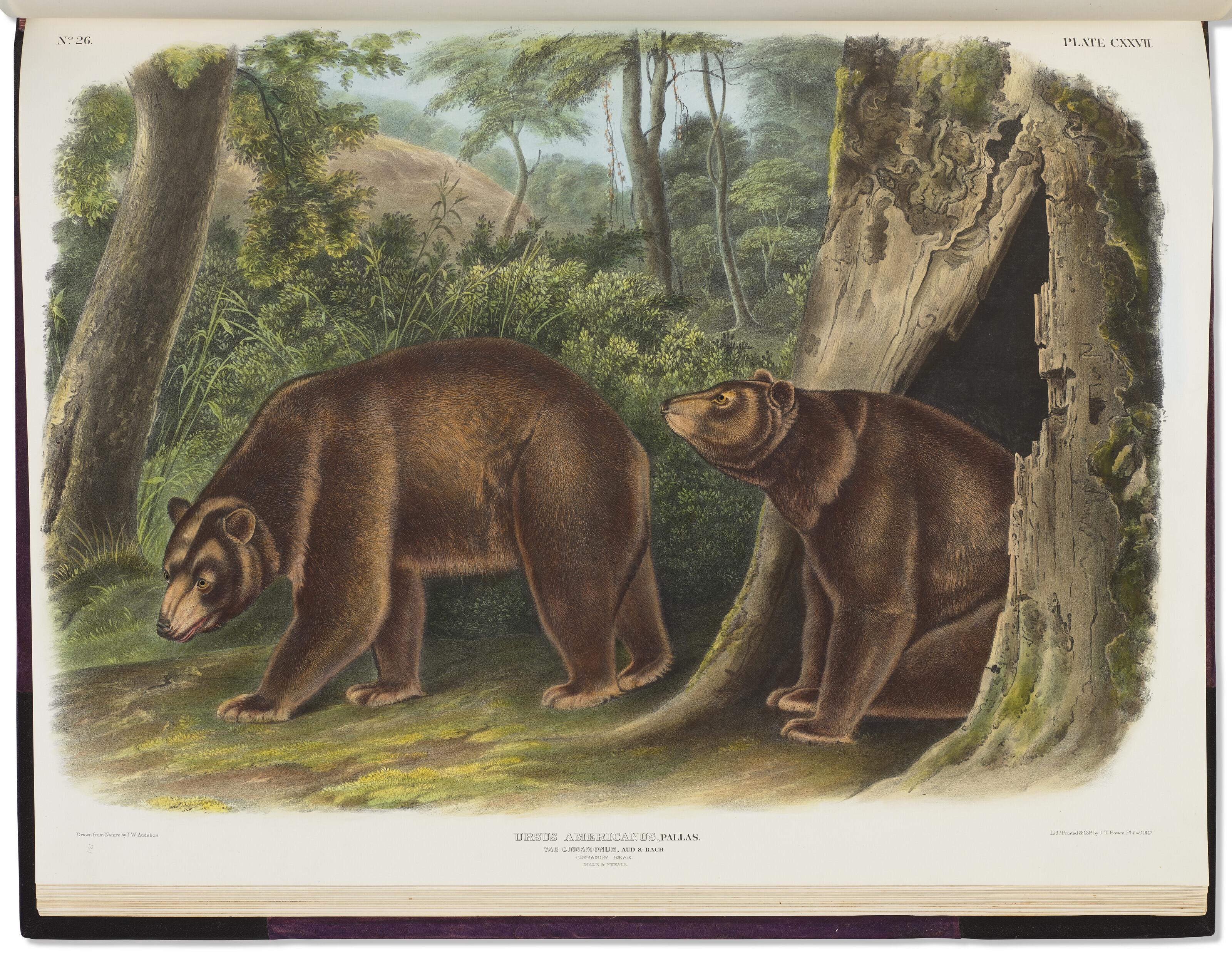 John James Audubon - The Viviparous Quadrupeds Of North America