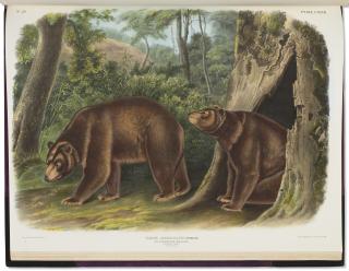 John James Audubon - The Viviparous Quadrupeds Of North America