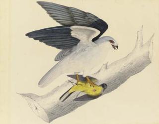 John James Audubon - White-tailed Kite