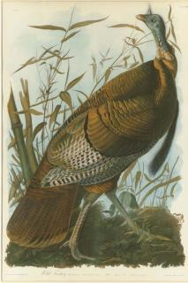 John James Audubon - Wild Male Turkey