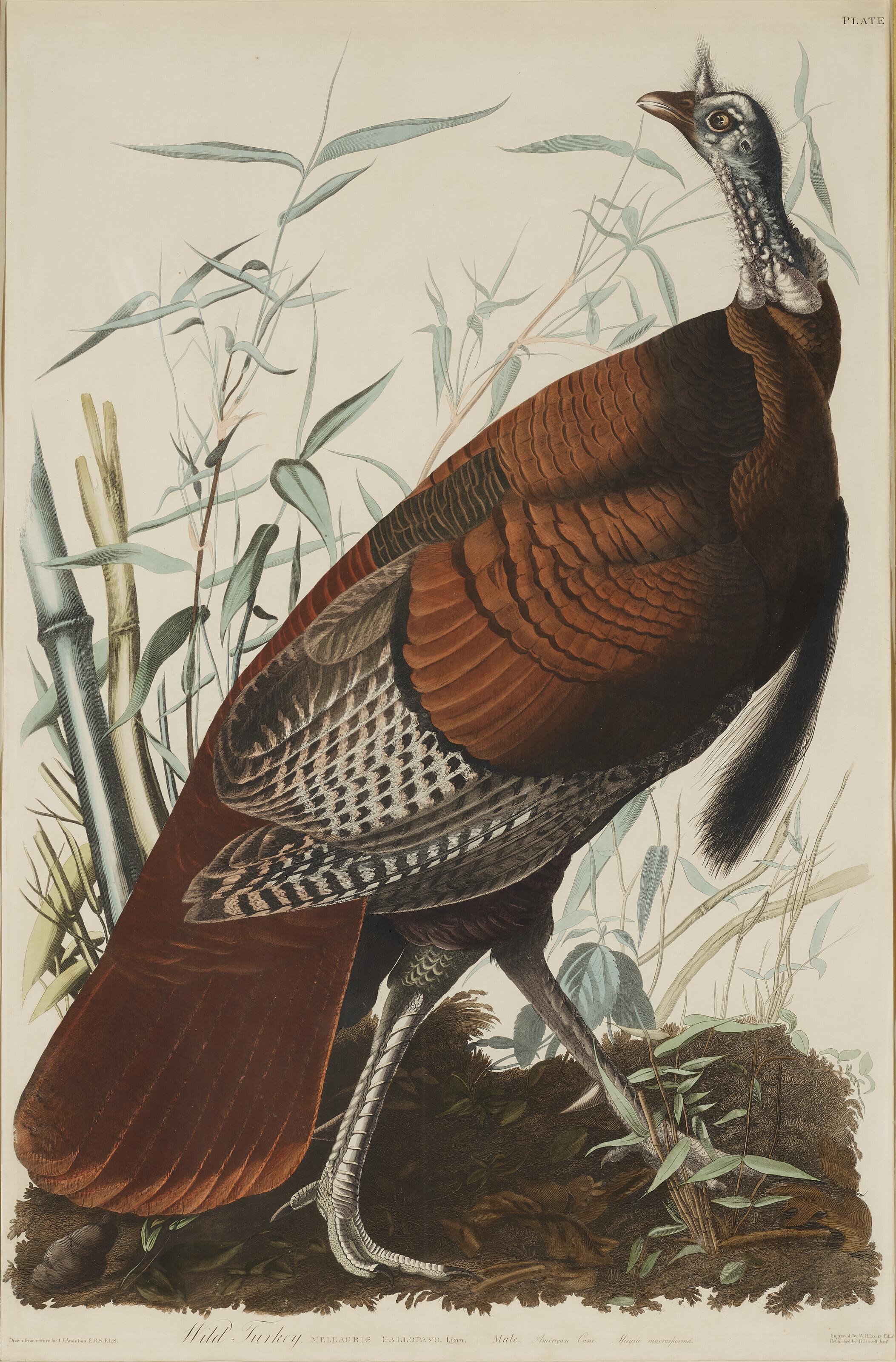 John James Audubon - Wild Turkey