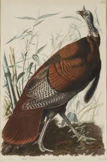 John James Audubon - Wild Turkey