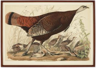 John James Audubon - Wild Turkey