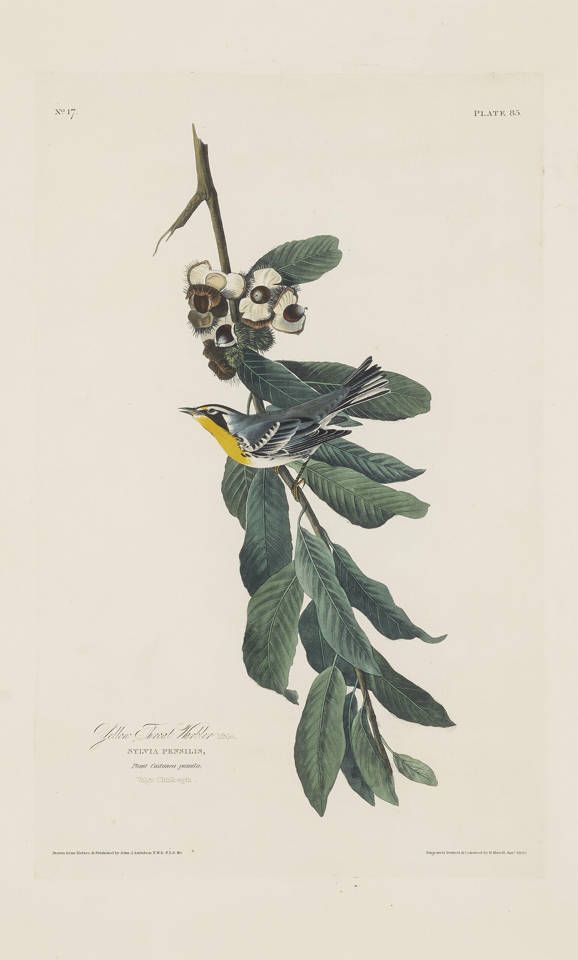 John James Audubon - Yellow Throat Warbler