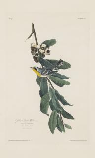 John James Audubon - Yellow Throat Warbler