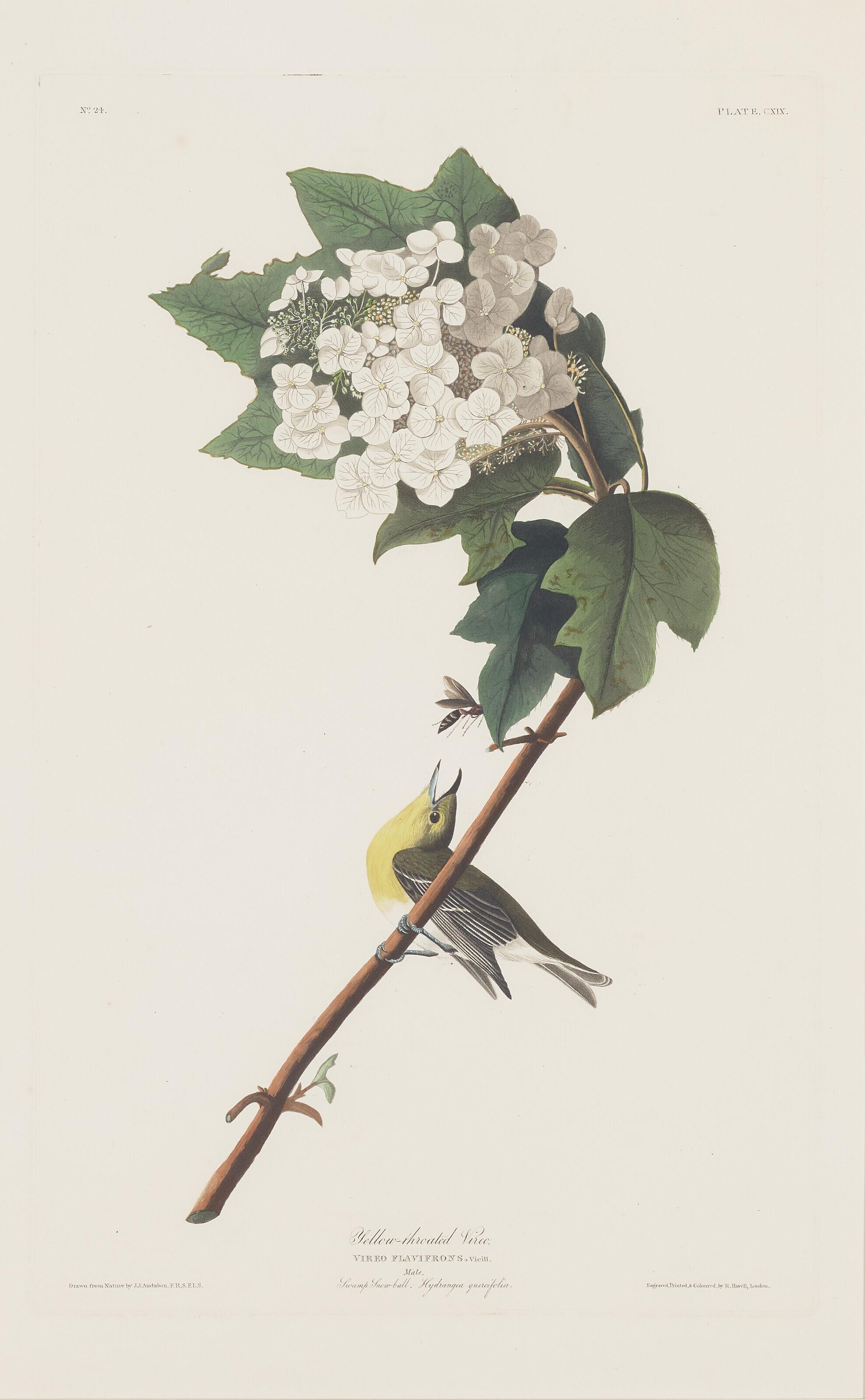 John James Audubon - Yellow-Throated Vireo