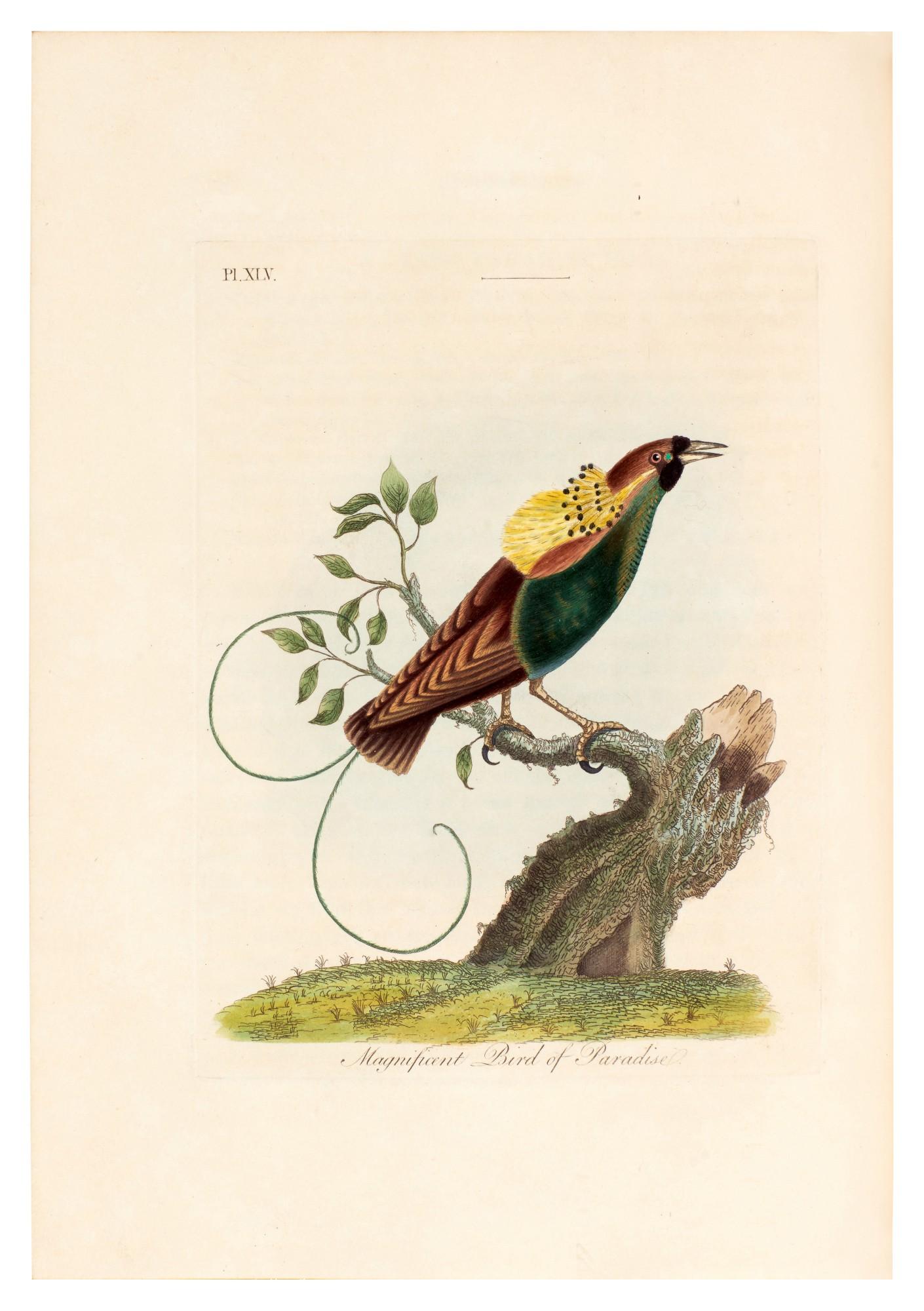 John Latham - A General History of Birds, Winchester, 1821-1828, 11 volumes in 10