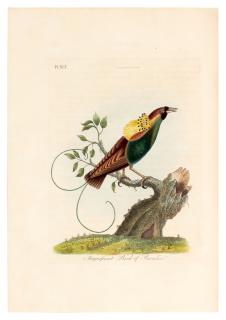 John Latham - A General History of Birds, Winchester, 1821-1828, 11 volumes in 10