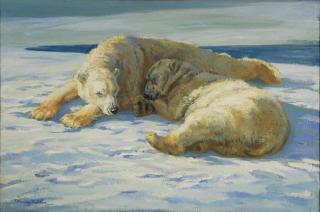 John Murray Thomson - Orsi polari