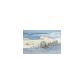 John Murray Thomson - Polar Bears