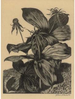 John Nash RA - Rudbeckia Speciosa, from Poisonous Plants