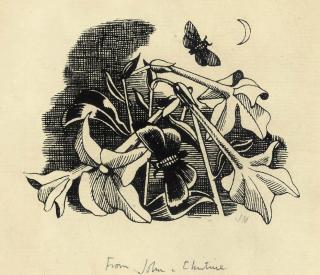 John Northcote Nash, R.A. - Study of Nicotina and butterflies