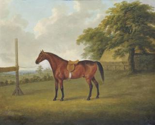 John Nost Sartorius - Un Cheval Bai Sellé Dans Un Champ