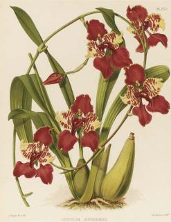 John Nugent Fitch - Orchid Album, Comprising Colored Figures and Descriptions of New, Rare and Beautiful Orchidaceous Plants: Eight Plates