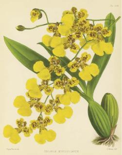 John Nugent Fitch - Orchid Album, Comprising Colored Figures And Descriptions Of New, Rare And Beautiful Orchidaceous Plants: Nine Plates