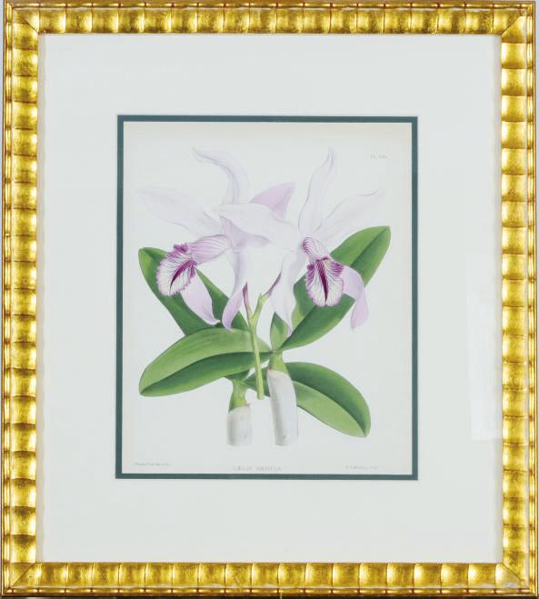 John Nugent Fitch - [Orchids]: Nine Plates