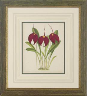 John Nugent Fitch - The Orchard Album: Eight Plates