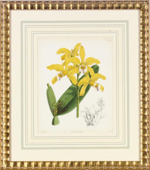 John Nugent Fitch - The Orchid Album: Eight Plates