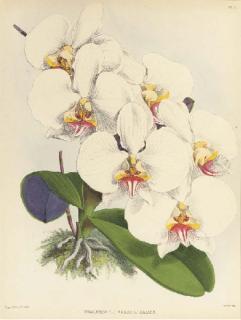 John Nugent Fitch - The Orchid Album: Eight Plates